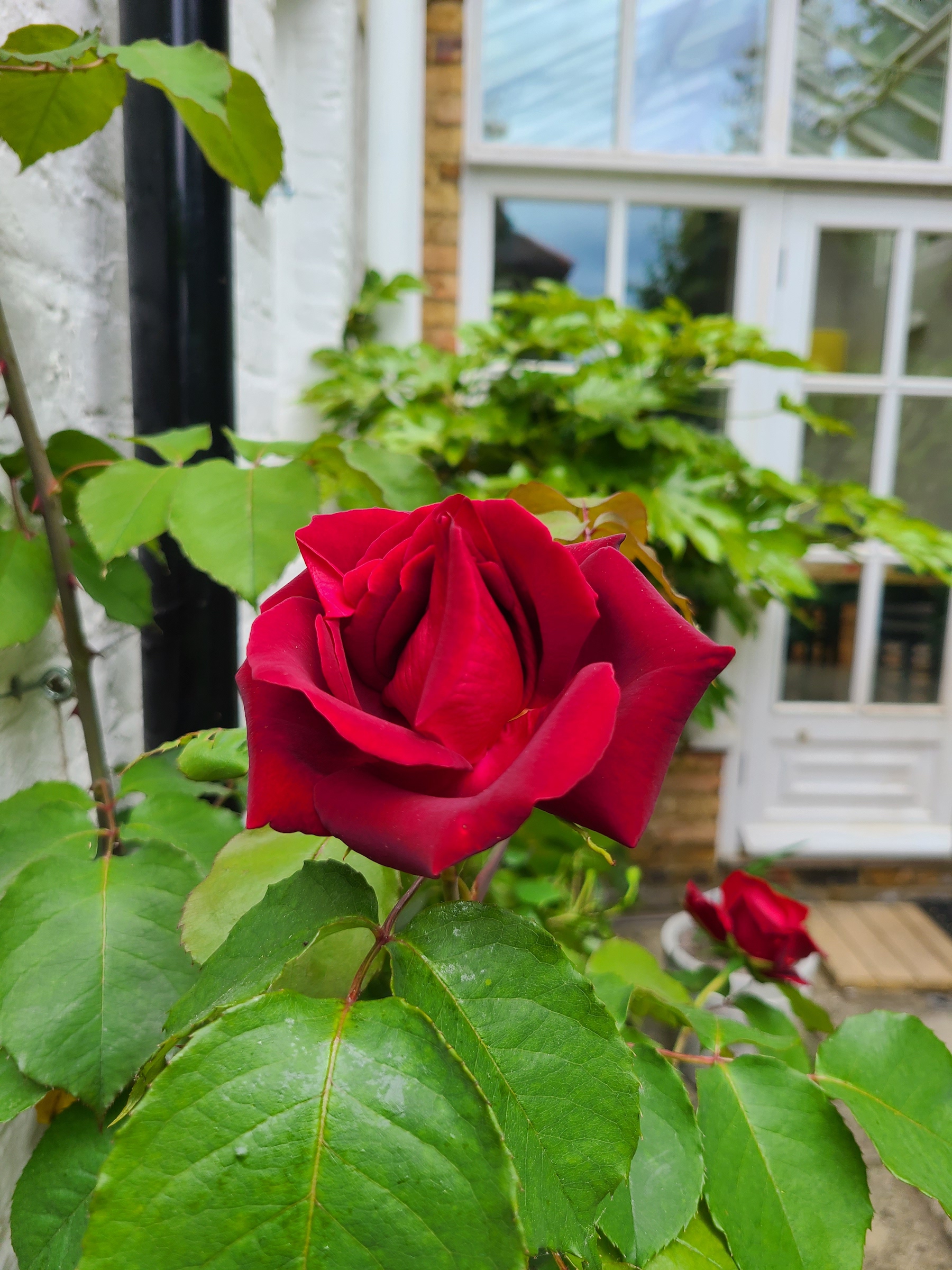 Climbing rose in full flower in May
