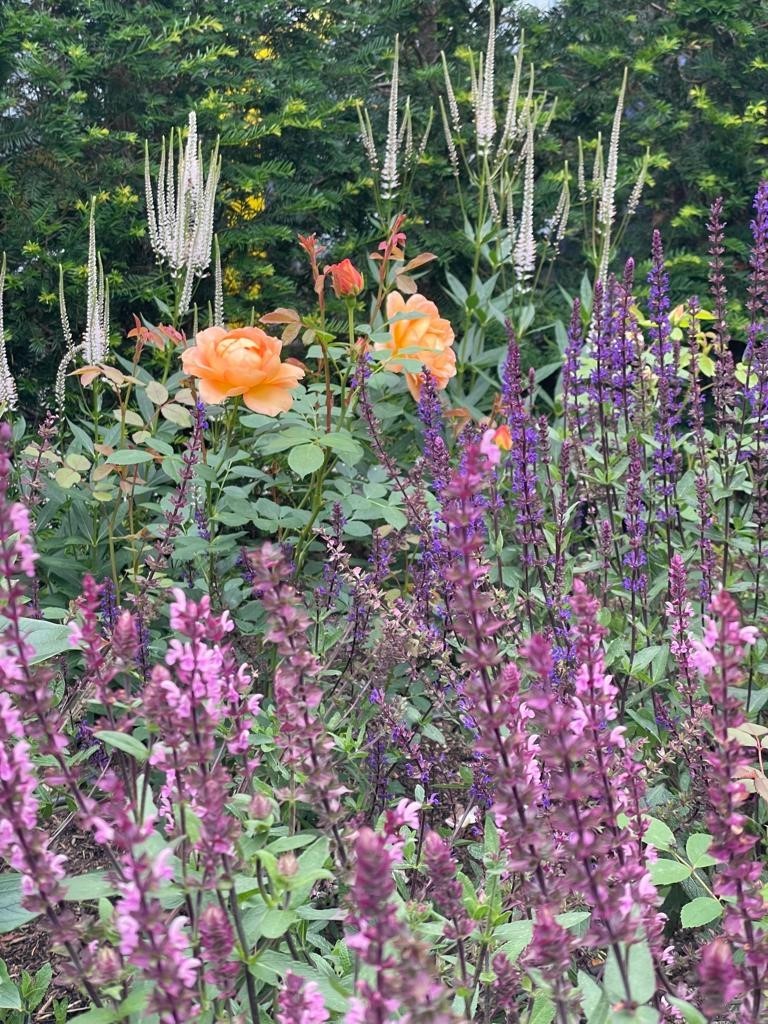 Newly planted bed with roses, Salvia and Veronicastrum
