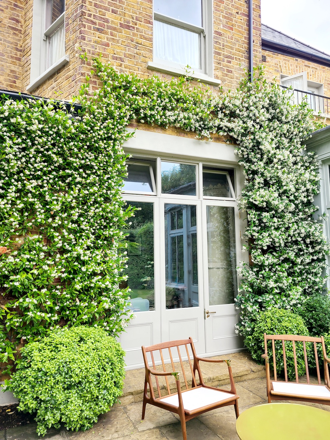 Star jasmine flowering in June