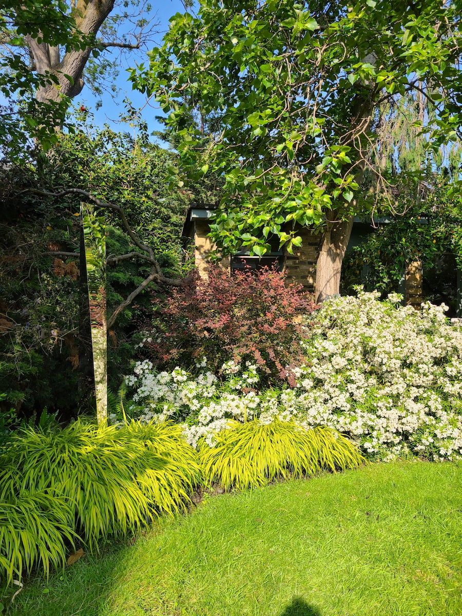 Layered planting of Hakonechloa, Choisya and Berberis