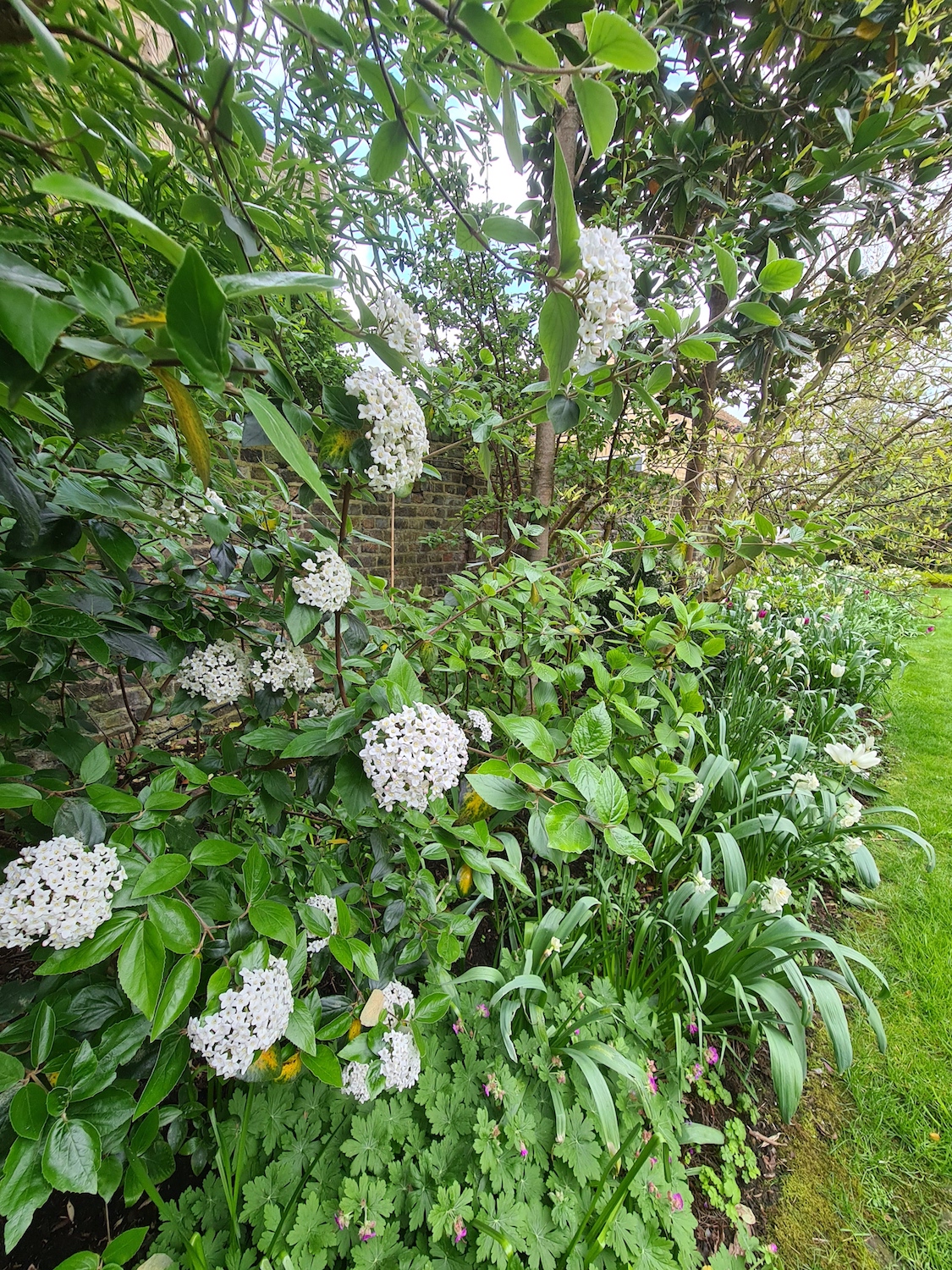 Viburnum and tulips in spring